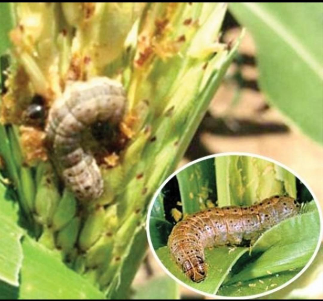 LT Identify army worms සේනා දළඹුවා හඳුනා ගනිමු.